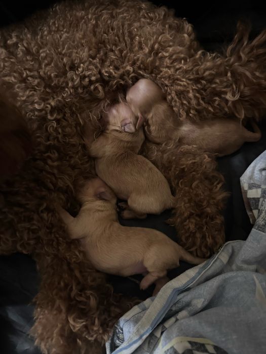 Щенки мальтипу ф1