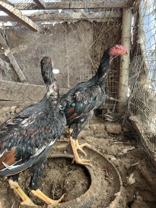 Зоти Яхши жужала сотилади