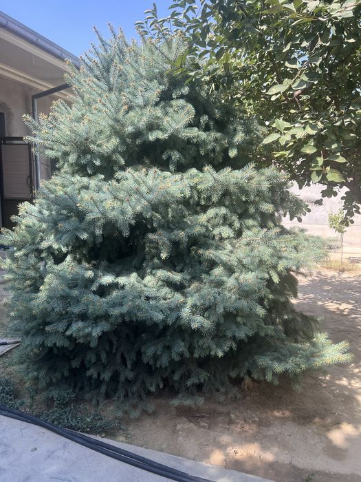 Голубая ель Крымская