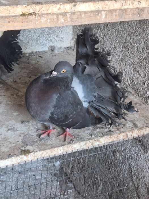 Porumbei rotați și Voltați indieni