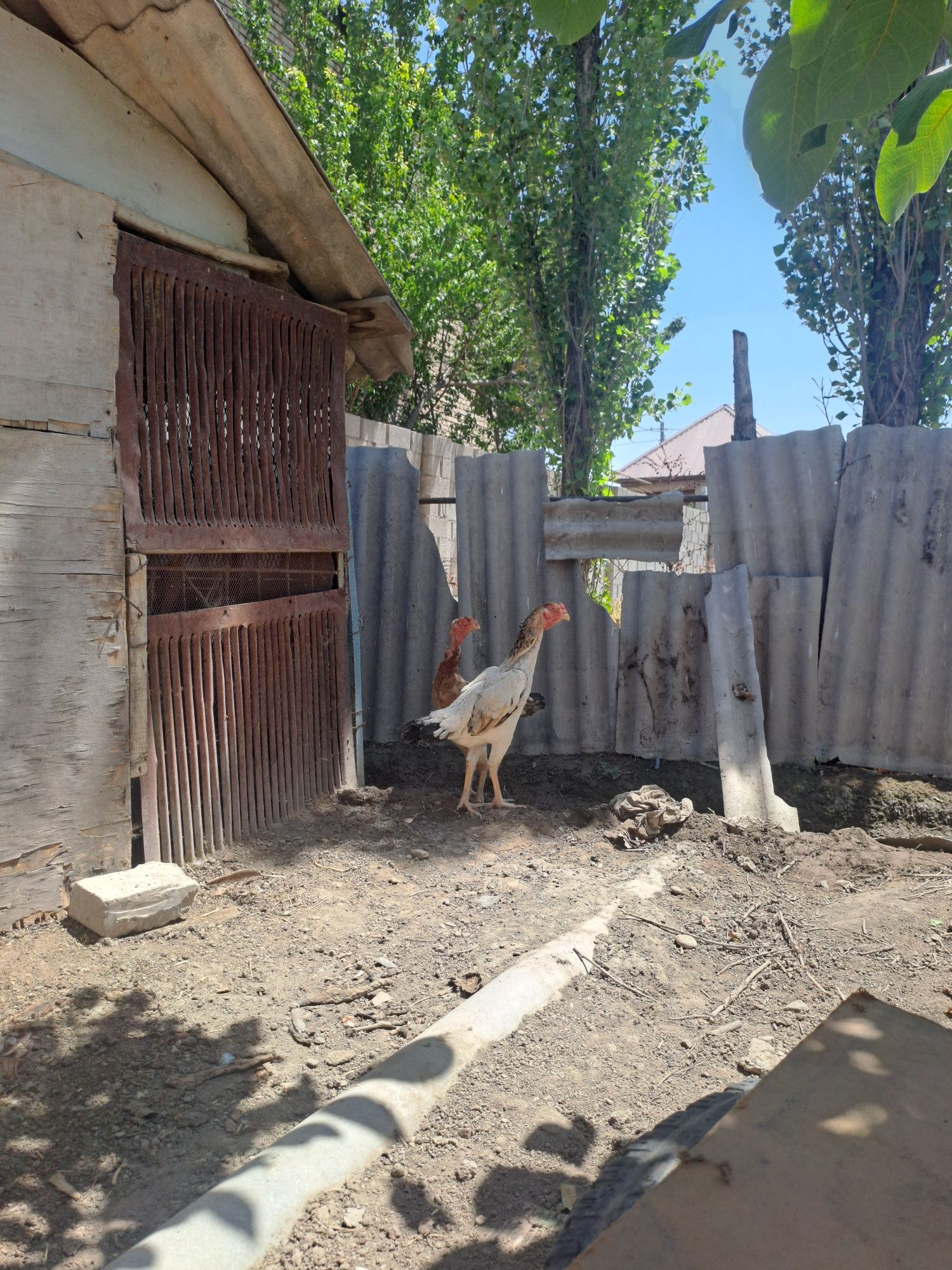 Дакан тауык курык