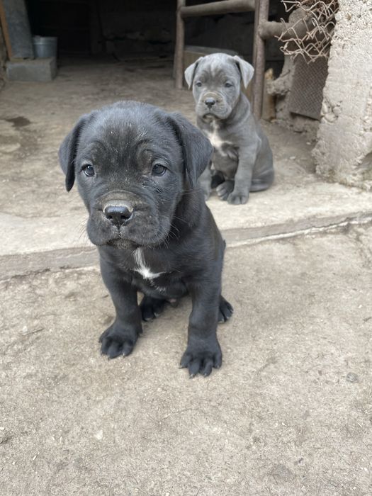 Кане корсо cane corso