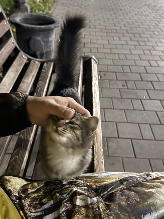 Найдена кошка! Ищем хозяев или Дом