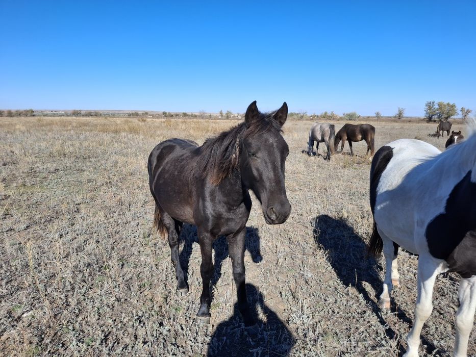 Ассалаумағалайкум Құнан шығар сатылады 420 мың Алғада үйрде жүр