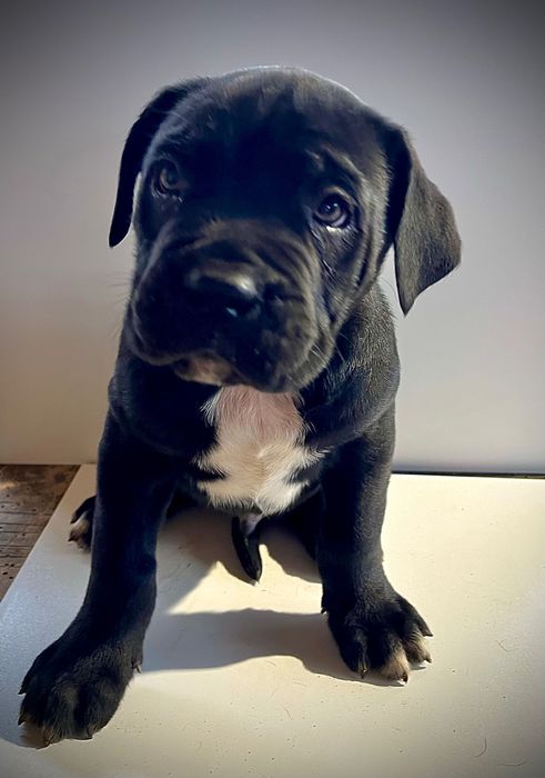 Продавам бебета Кане Корсо