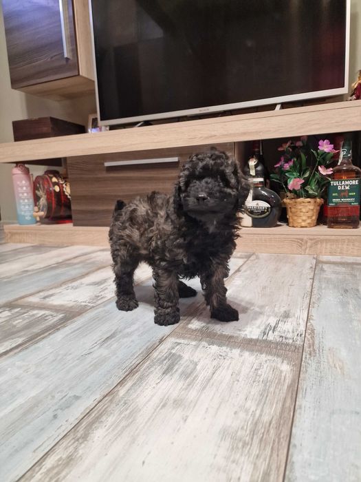 Пудел мини момче