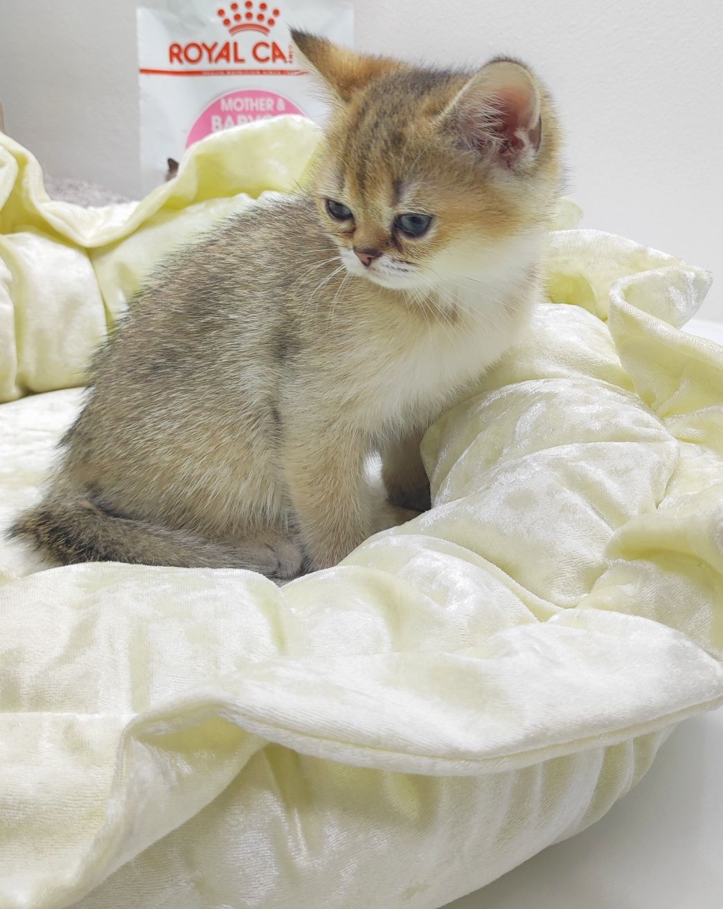 кОтиК и кОшеЧка БрИтанСкие