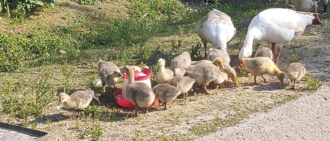 De vânzare boboci de gâscă!