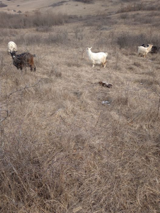 Vând 10 capre bune sau schimb cu oii