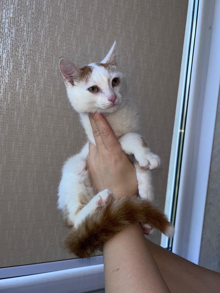 Красивый маленький котик ,красивого окраса, ищет дом и любящую семью