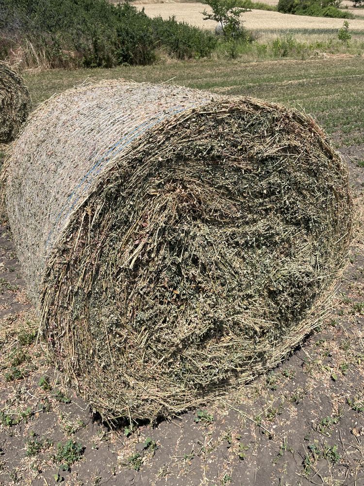 Baloti lucernă 120/120