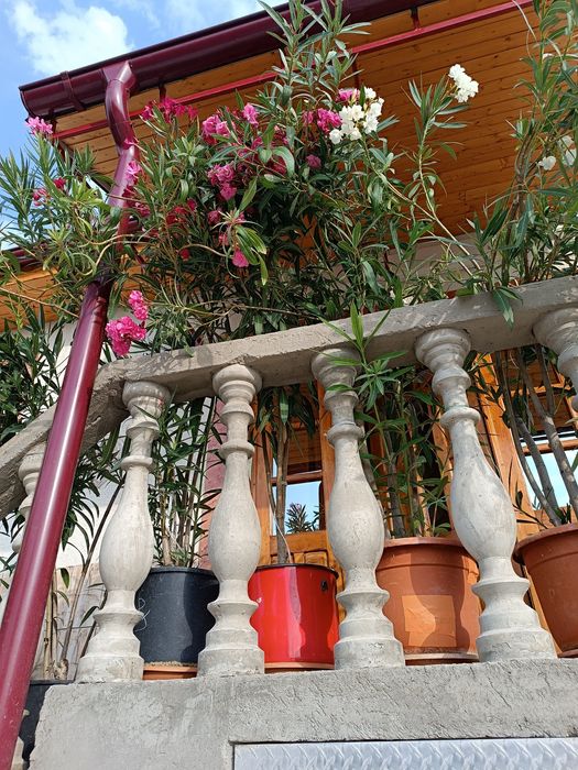 Oleandri mari 1.50–1.80 m — roz / crem / alb / grena / roșu