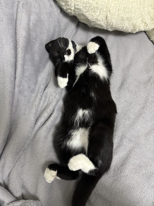 Котик котенок кот