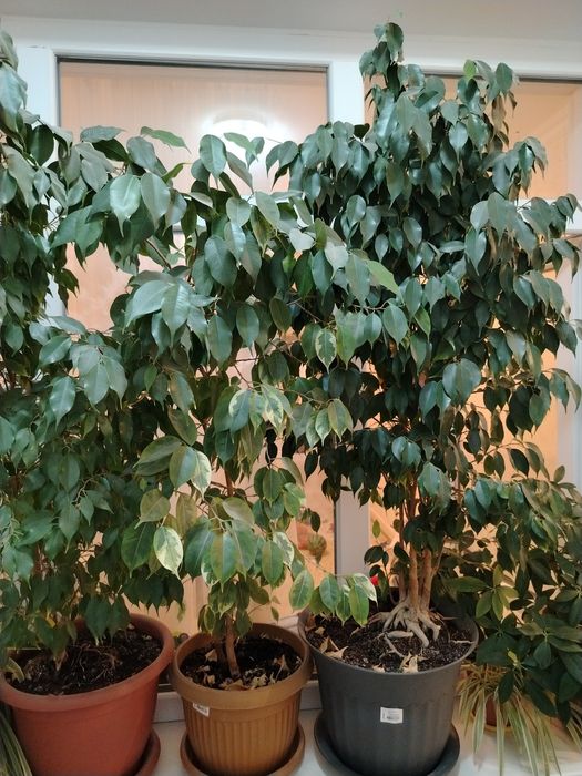 Продаётся комнатные Цветы Фикус Бенжамина