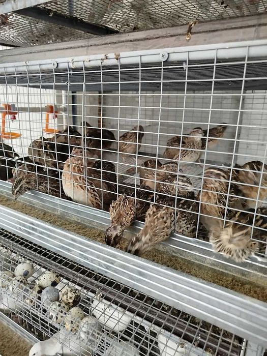 Bedana tuxumlari sotiladi inkubatsaga beliy gigant va yapon manjur bor