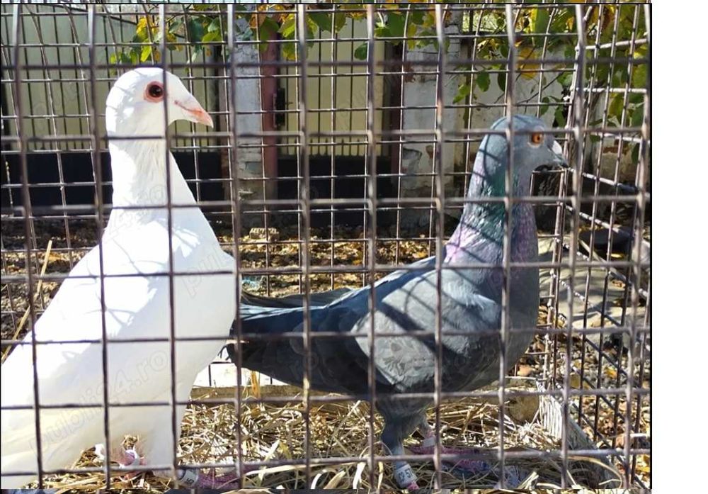 Vand porumbei voiajori tineri