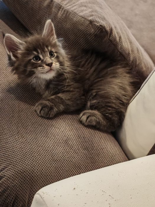 MAINE COON rasa pura