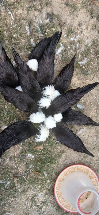 Vând moțați olandezi!
