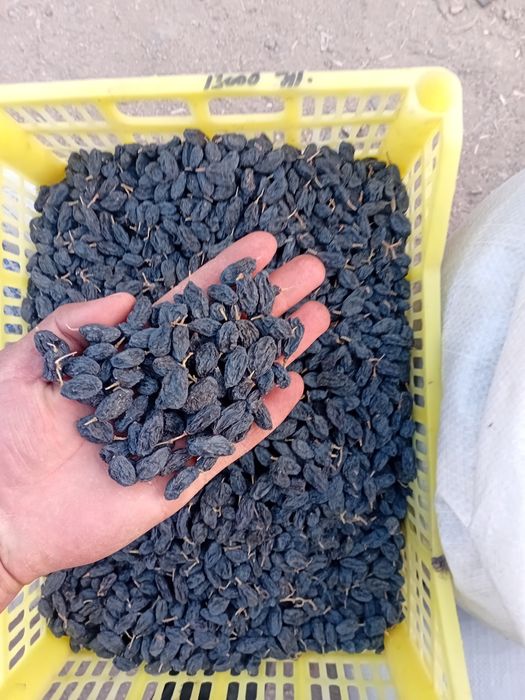 Mayiz.soyaki,kunaki,seppa,gibrit,gigant,xar xil turdagi mayiz sotiladi