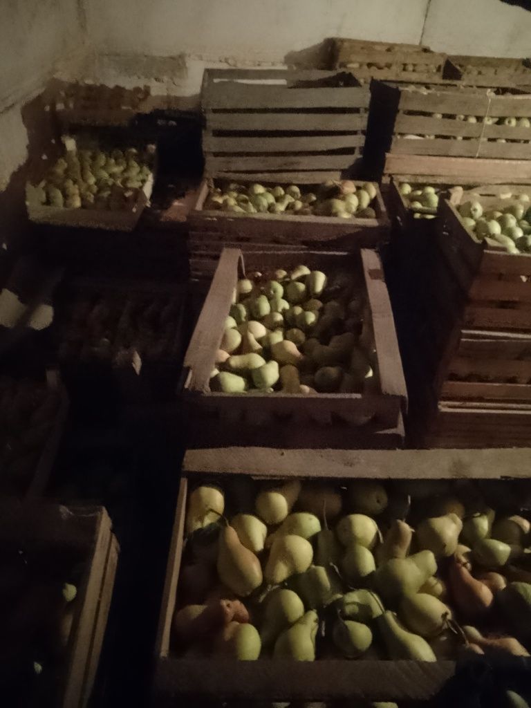 Груша талгарка лесная