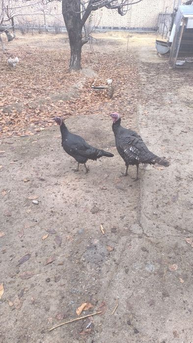 G'oz, o'rdak, kurka, indyutka, tovuq va xoroz sotladi