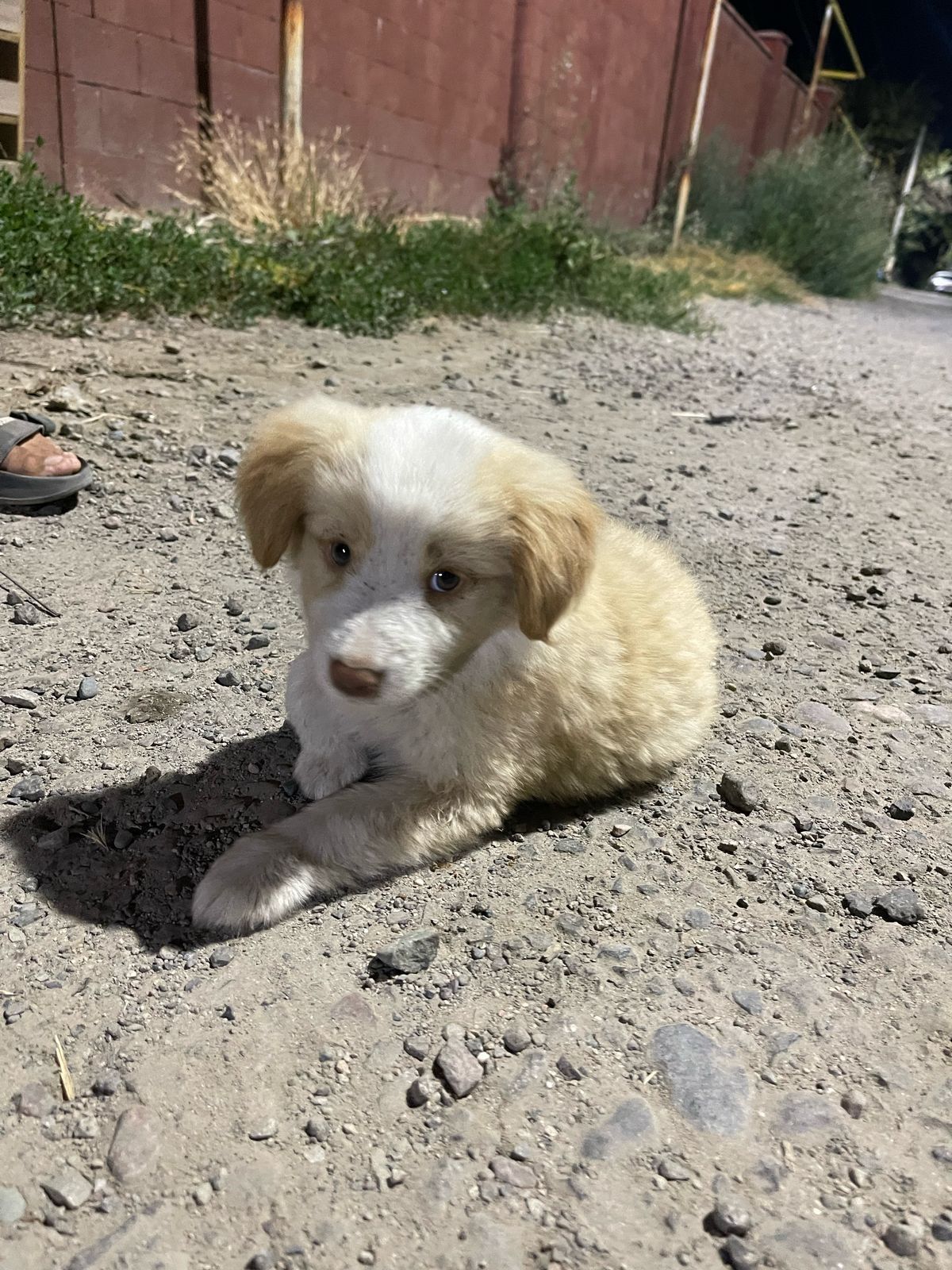 Бордер Коли щенок