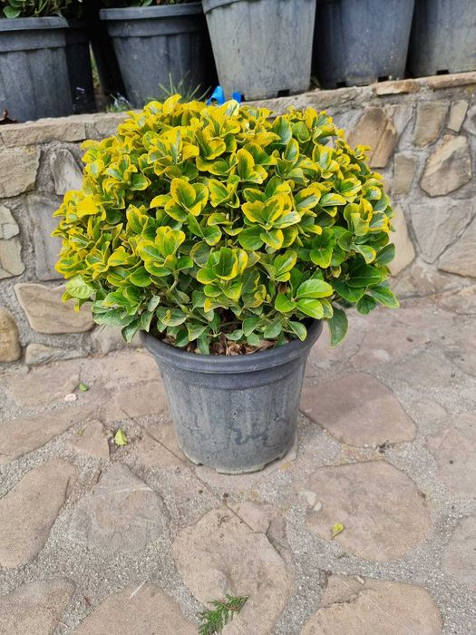 Euonymus Aurea | Gard Viu Jos Decorativ | Transport & Plantare