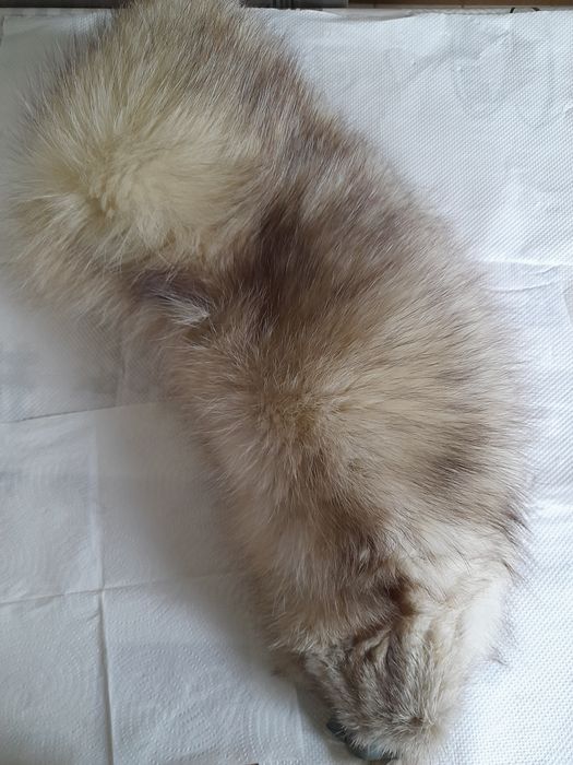 Guler mare vulpe alba polara