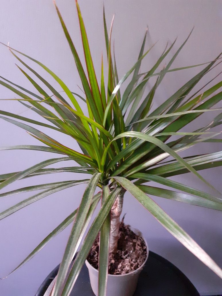 Pomisor dracaena