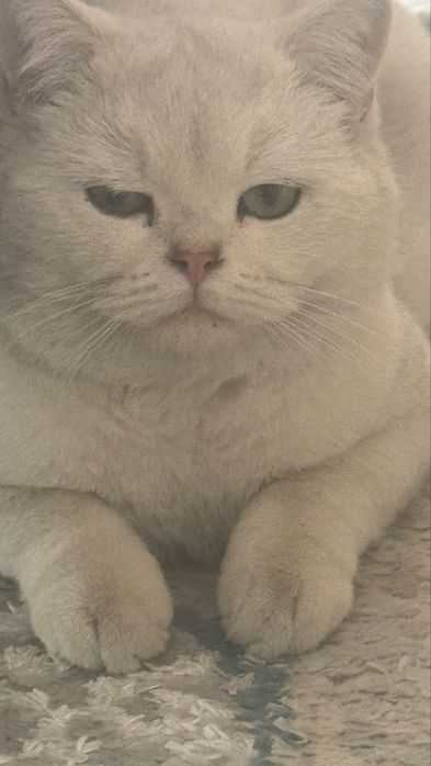 Продается очаровательная кошечка породы Серебристая шиншила