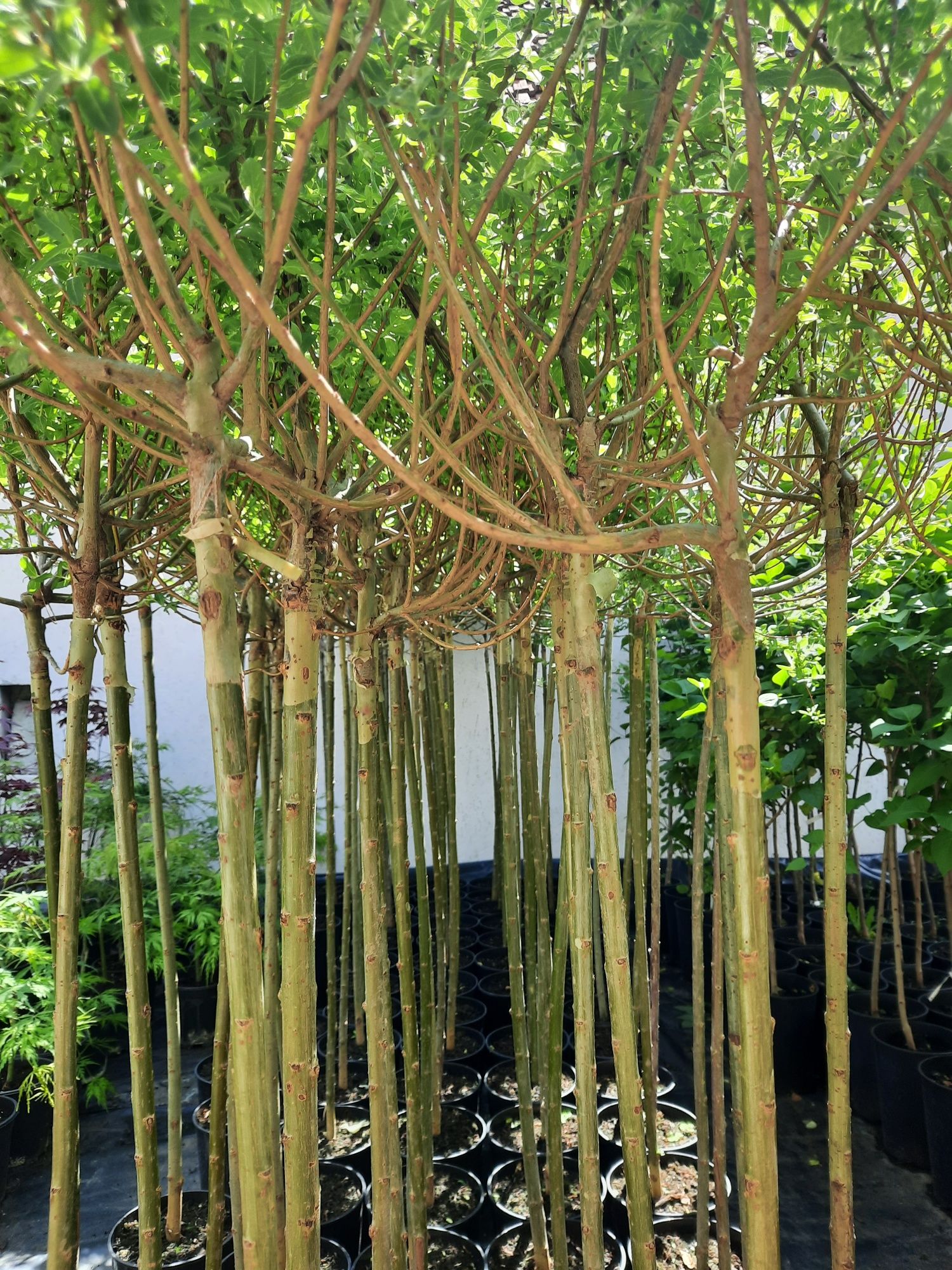 Salix hakuro Nishiki 130-150 cm