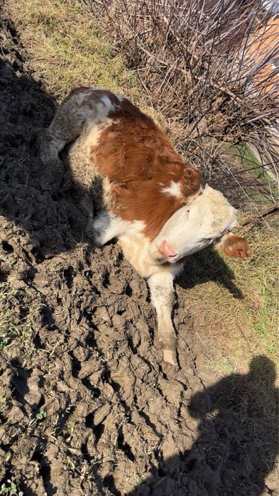 De Vanzare 2 Vitele …