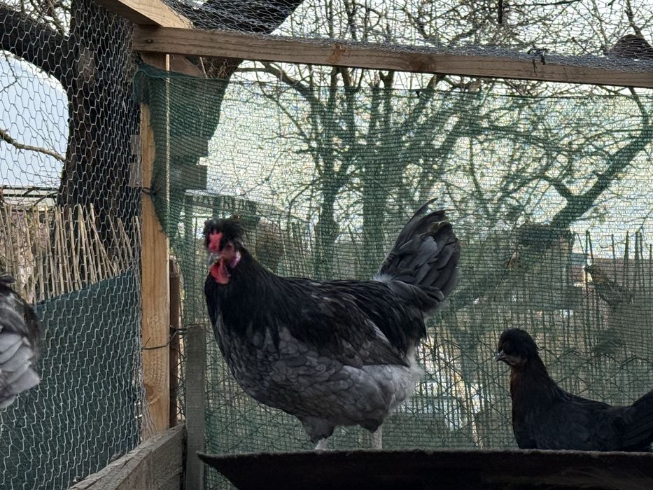 Cocosi motati de vanzare Arad