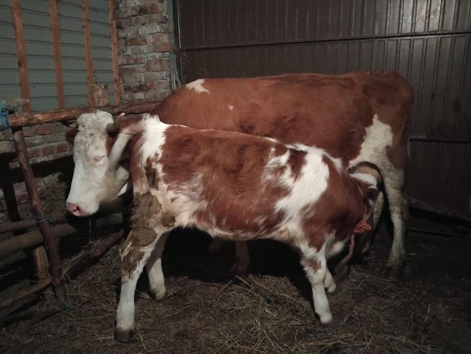 Vând vacă bălțată românească