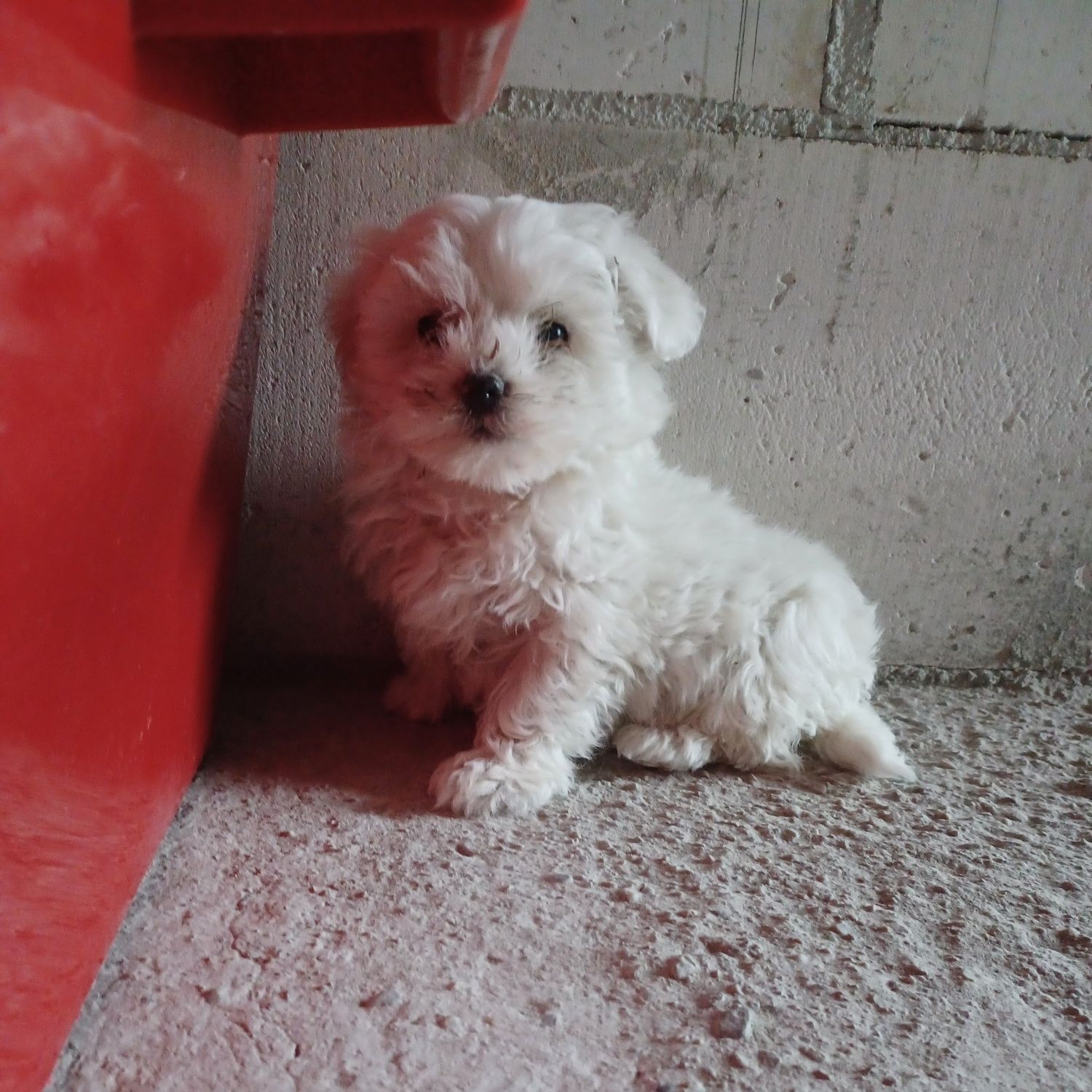 Vând Bichon Maltese