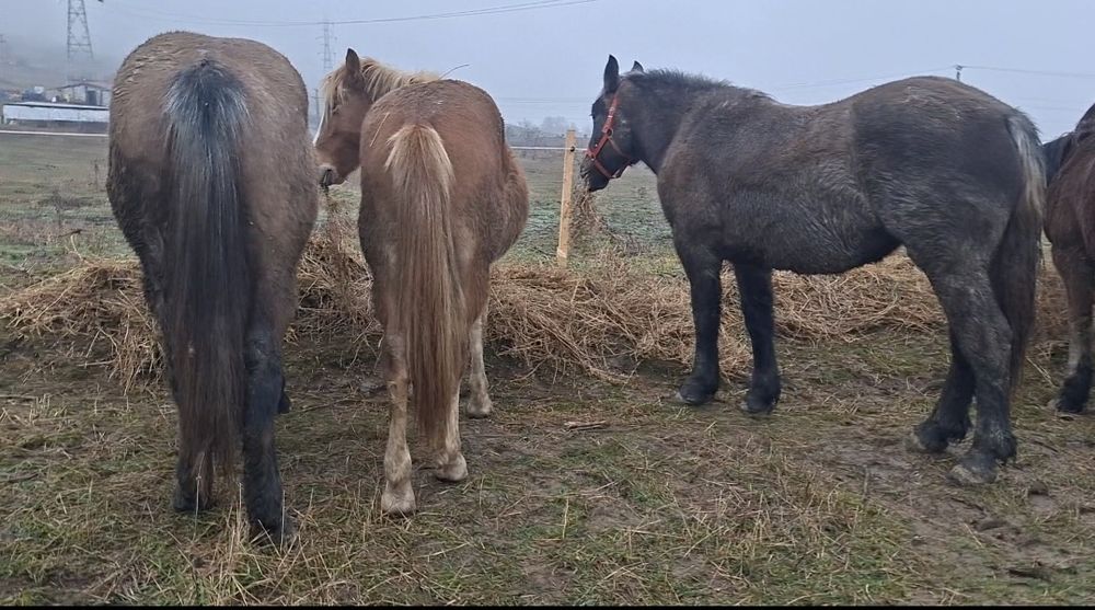 Manji tineri semi grei si călărie!