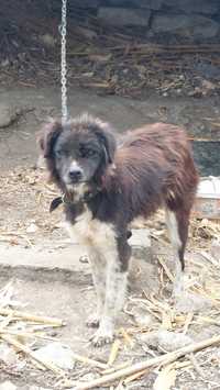 Продавам каракачанско мъжко куче  село Бозвелийско