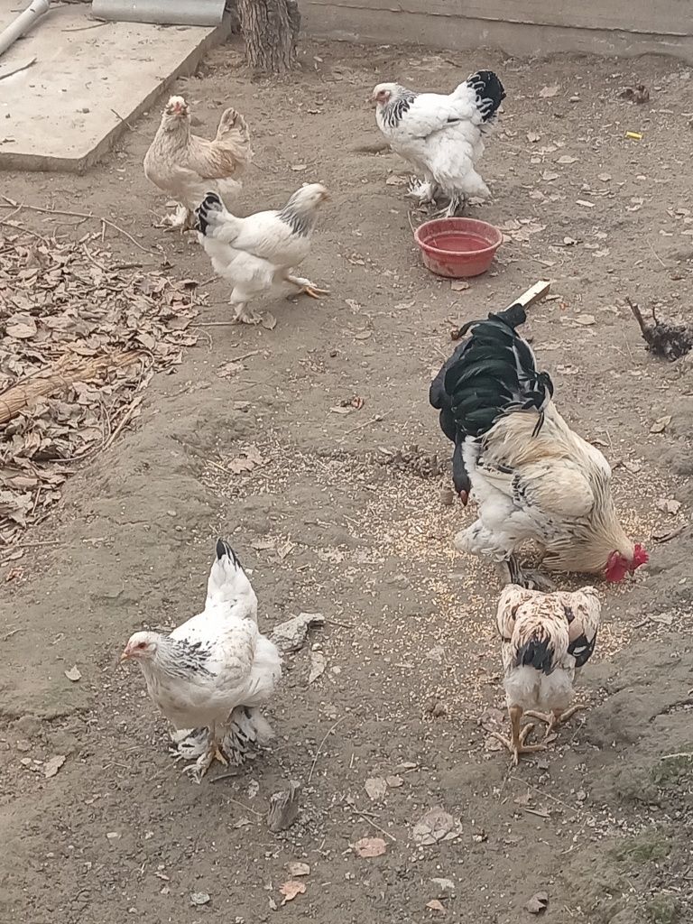 Tovuklar sotiladi