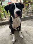 Donez/Adopție Amstaff 11Luni