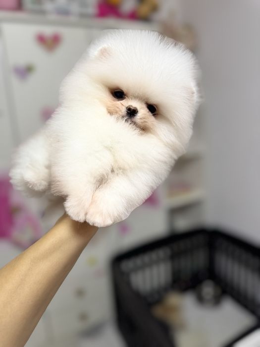 Femela pomeranian extra extra mica