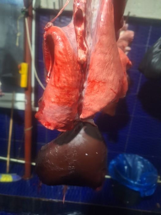 Өкпе бауыр сатамыз