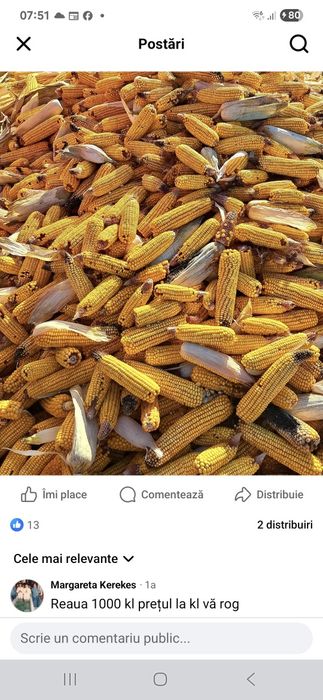 Vând porumb știuleți