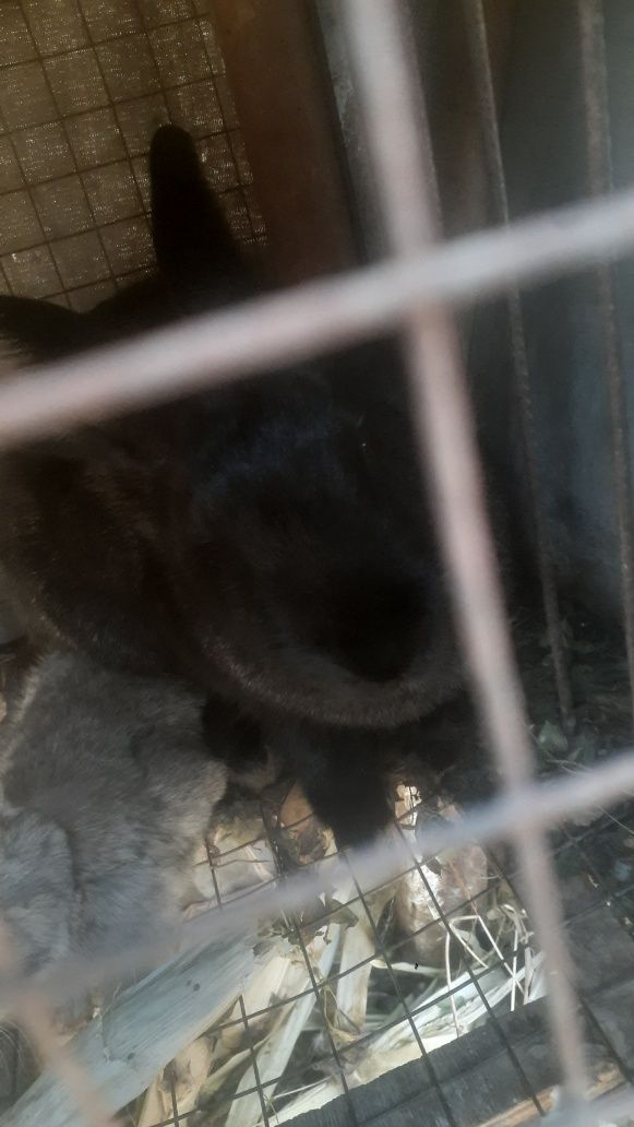 Quyon ona bola sotiladi