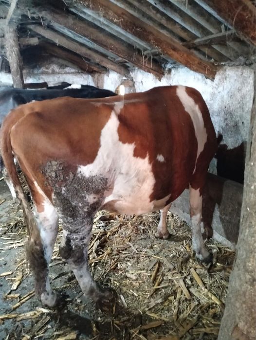 Vand vaci baltata romaneasca