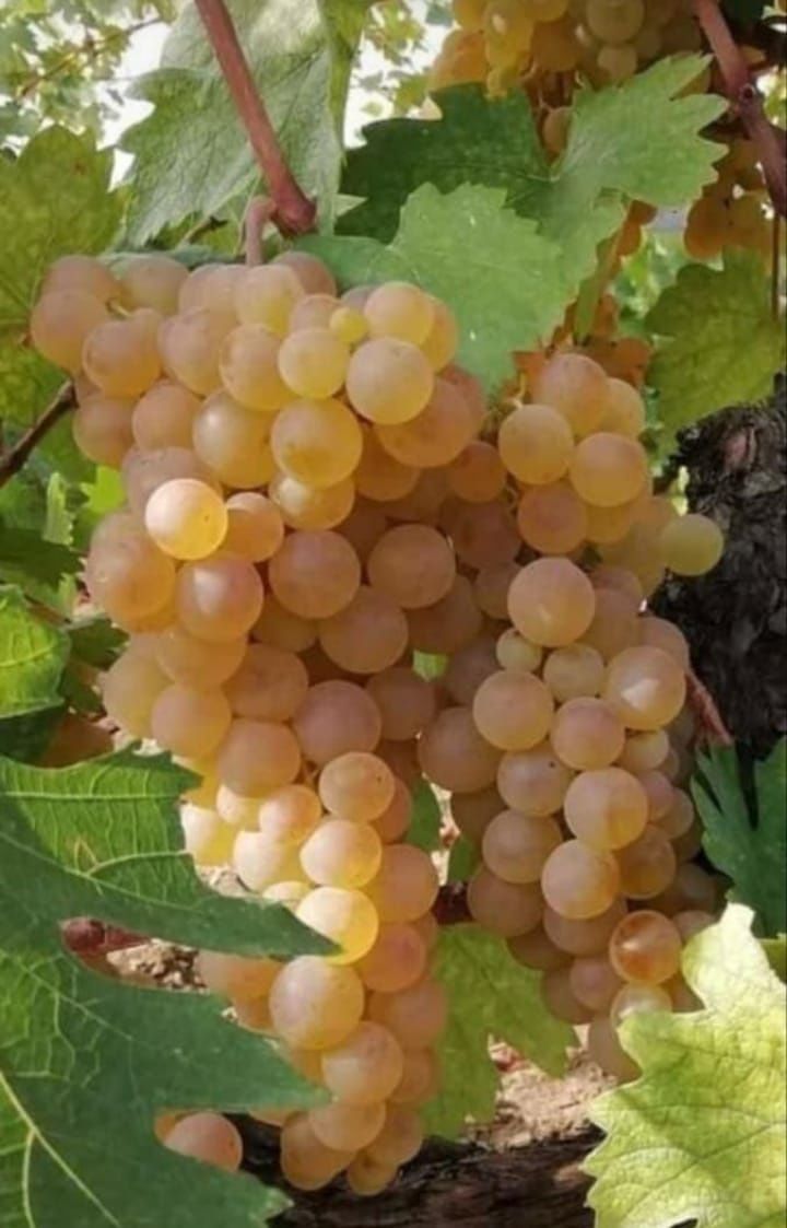 Struguri premium pentru vin - selecție din vie proprie