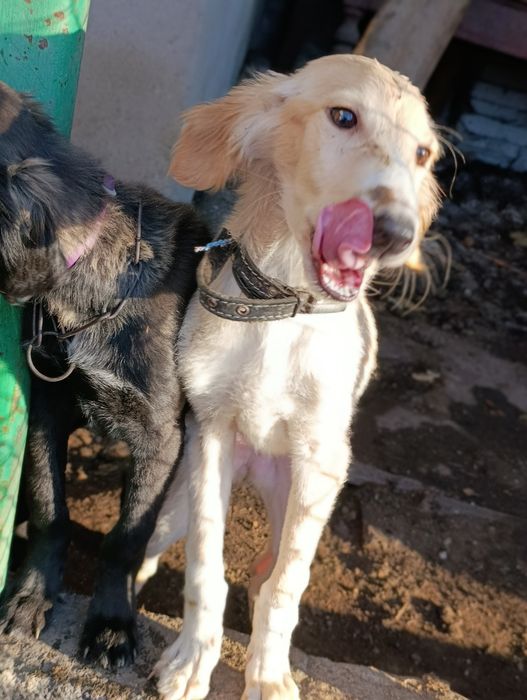 Щенки ищут ответственных хозяев!