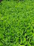 Salata de Nil, plante suprafata iaz, plante acvariu, pistia straciotes