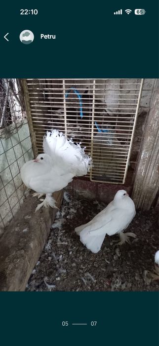 Matase japoneza/rate+1 ratoi/Porumbei frumusete 120 ron/perechea