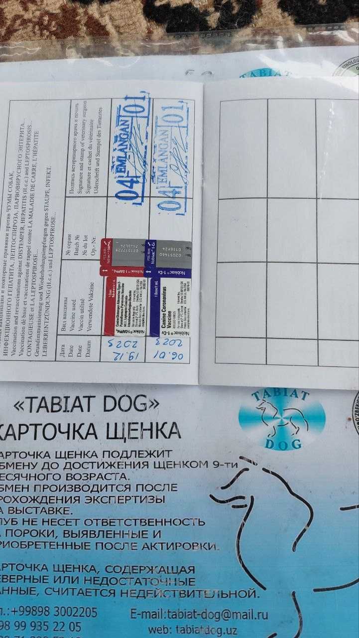 Породистый щенок