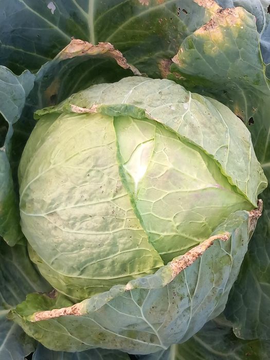 PRODUCATOR  vând varza de BALESTI  LICURISCA  din CAMP sau  din curte